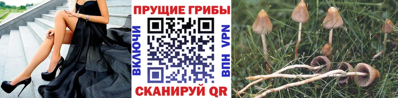 Псилоцибиновые грибы Psilocybe  Купить  Пласт 
